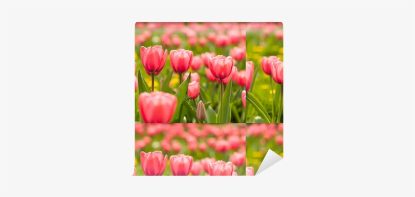Sprenger's Tulip, transparent png download
