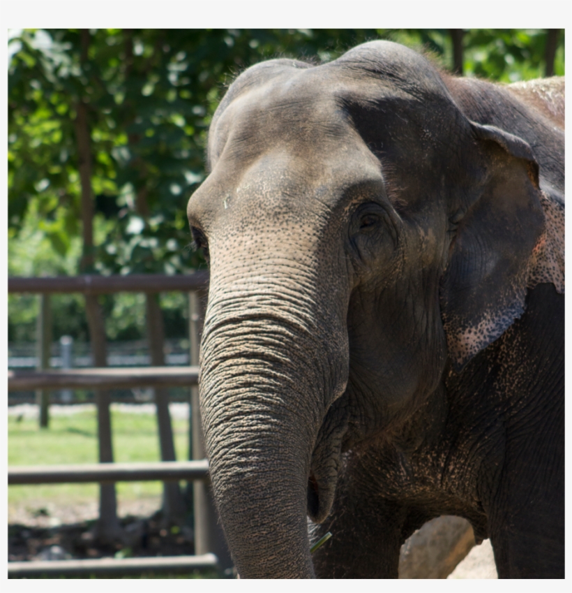 Zoo Asian Elephant, transparent png download