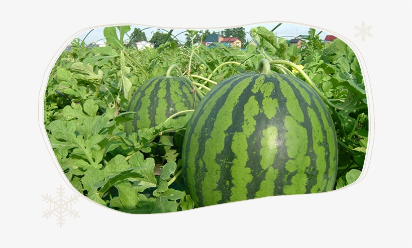 The Strict Control On The Quality Of Watermelons Taken - Obanazawa, transparent png download