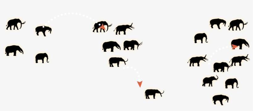 They Reached North America 16 Million Years Ago And - Herd, transparent png download