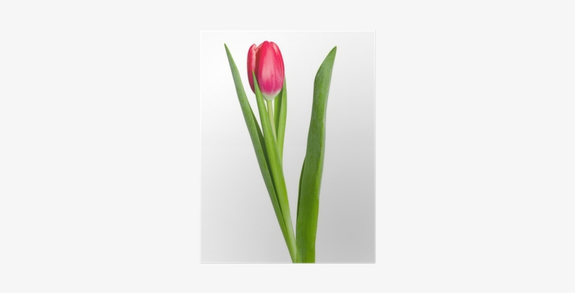 Sprenger's Tulip, transparent png download