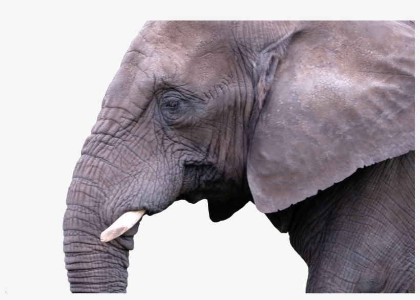 Mammal Elephant Nature Animal Wild 908445, transparent png download