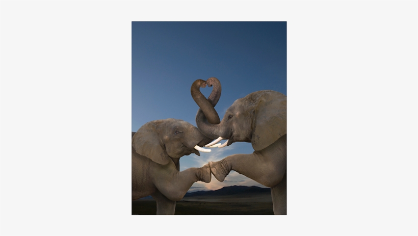 High Five And Cross My Trunk - Gallery-wrapped Canvas Art Print 11 X 12 Entitled Romantic, transparent png download