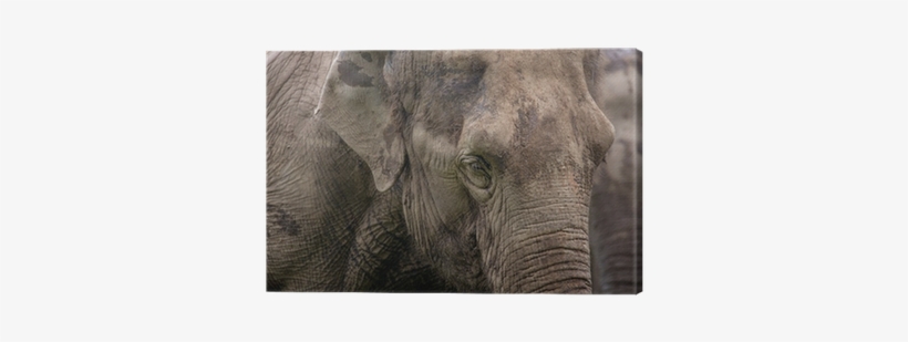 African Elephant, transparent png download