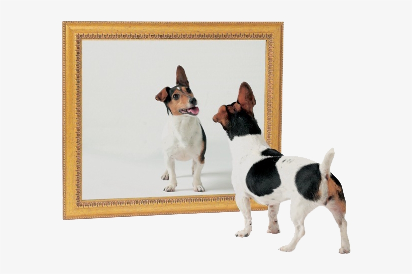 Cachorros Se Identificam Em Um Espelho - Dog In Mirror, transparent png download