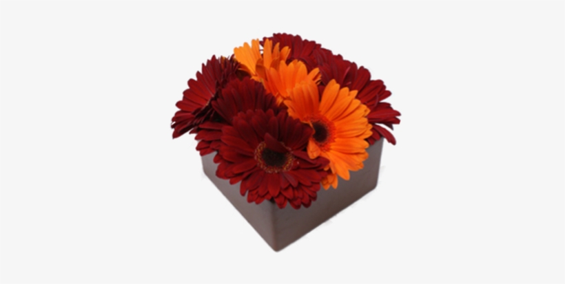 Gerbera Daisies - English Marigold, transparent png download