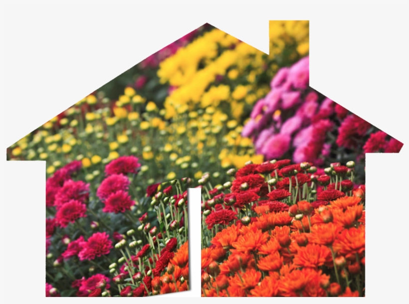 What Do Autumn Flowers Have To Do With Real Estate, transparent png download