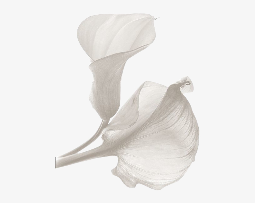 Waltz While We Move Lightly - Color, transparent png download