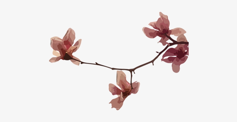She Splits Her Time Between Her Two Favorite Cities, - Cherry Blossom, transparent png download