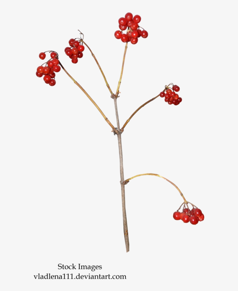 Autumn Branches 3 By Vladlena111 - Autumn, transparent png download