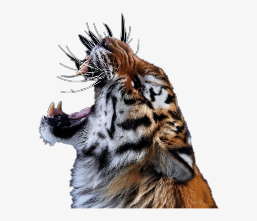 Tiger Roar Animal Cats Bigcats Zoo Jungle - Lsu Tiger Roar Transparent