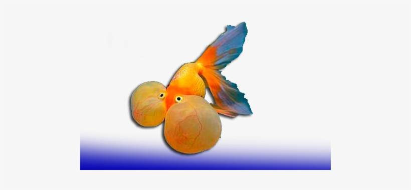 Miracierlos Y Ojo Burbuja - Pez Ojos De Burbuja Png, transparent png download