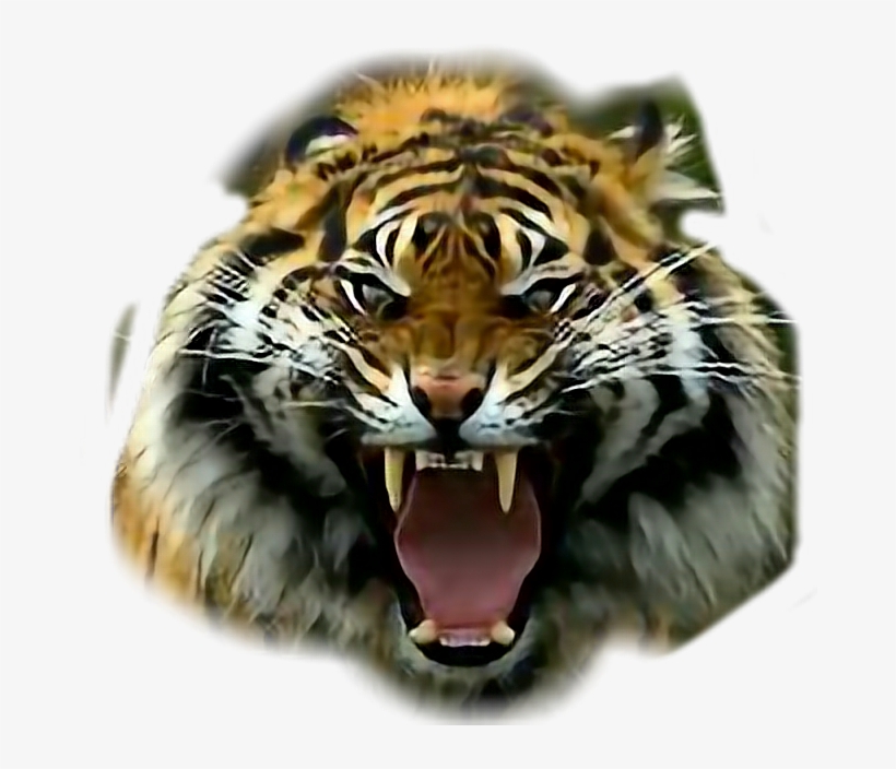 Pissed Off Tiger, transparent png download