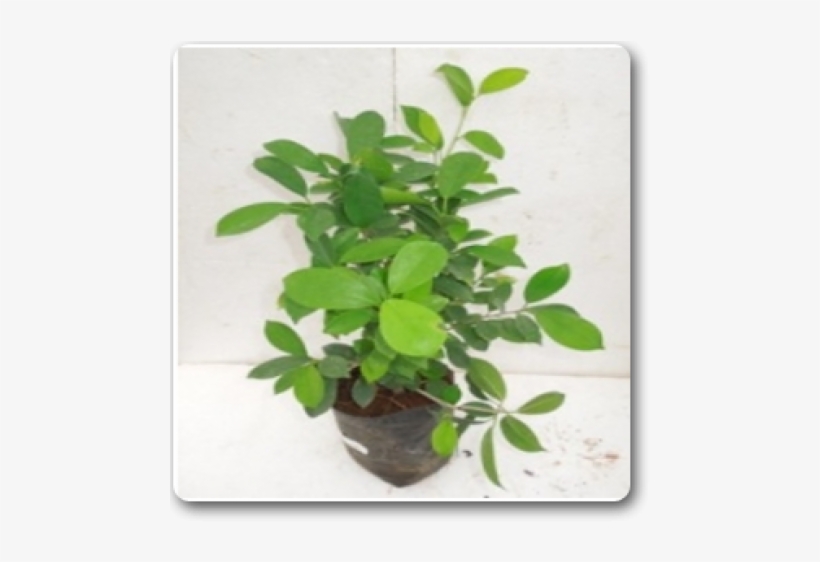 Fig Trees, transparent png download