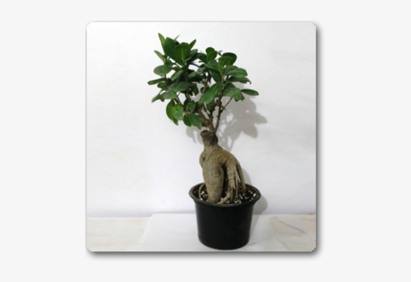 Bonsai, transparent png download