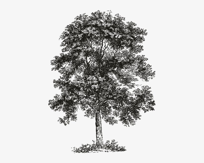 Smock Ash Tree Motif - Ecoholic Your Guide To The Most Environmentally Friendly, transparent png download