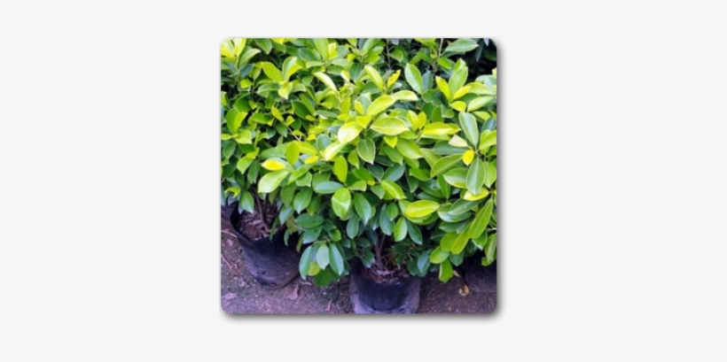 Ficus Panda, transparent png download