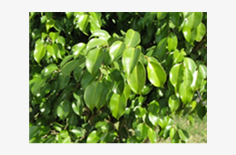 Leaf Morphology For Ficus Benjamina L - Planta Descarrego Forte, transparent png download
