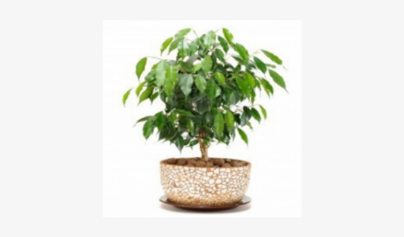 Ficus Benzamin - Plants, transparent png download