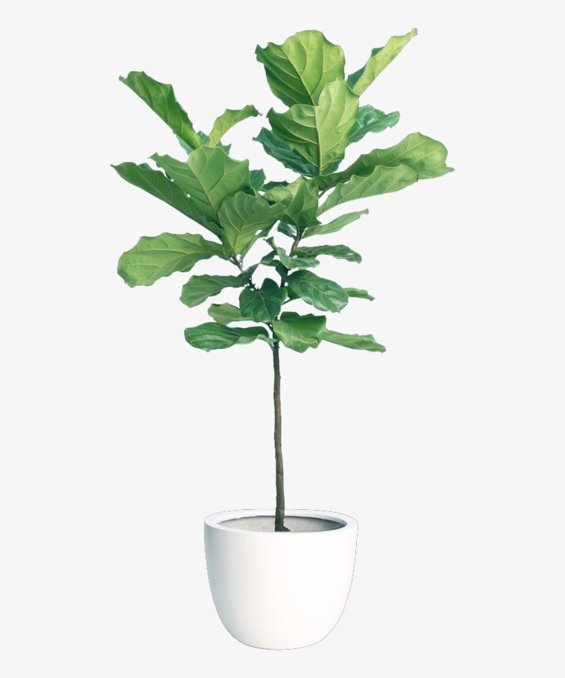 View Indoor Plants Png Gif