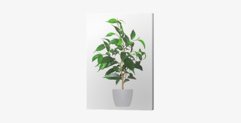 Houseplant, transparent png download