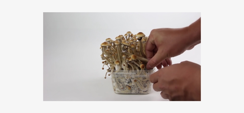 How To Harvest Your Magic Mushroom Grow Kit - B+ Supa Gro, transparent png download