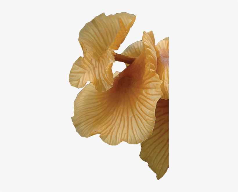 Mushroom, transparent png download