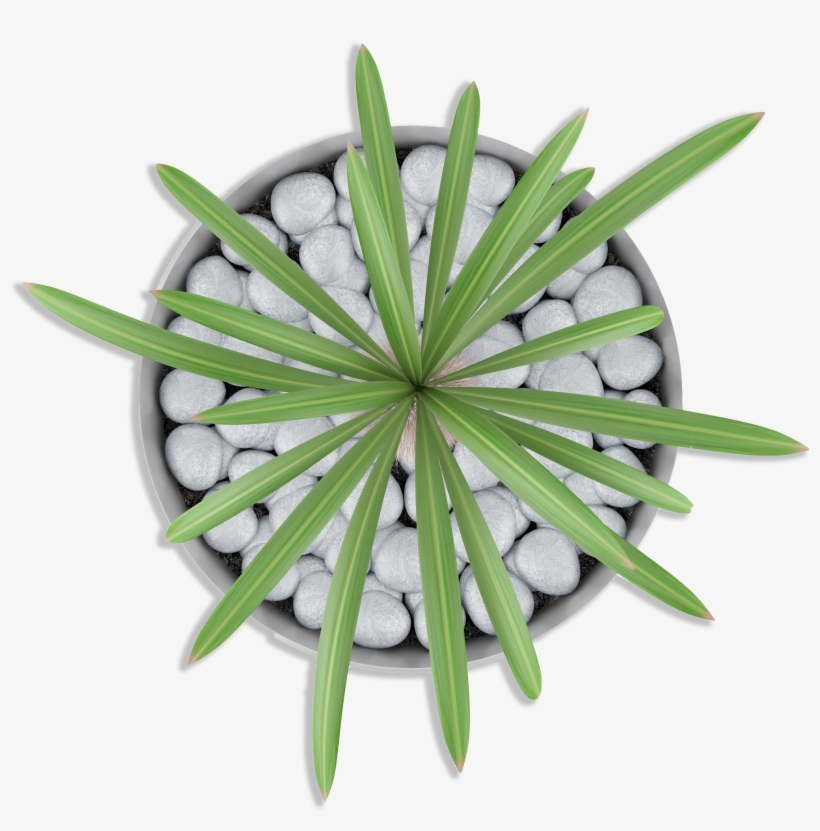 Drought Tolerant Plants - Primer Of Flipped Plant Biology: (first Edition), transparent png download