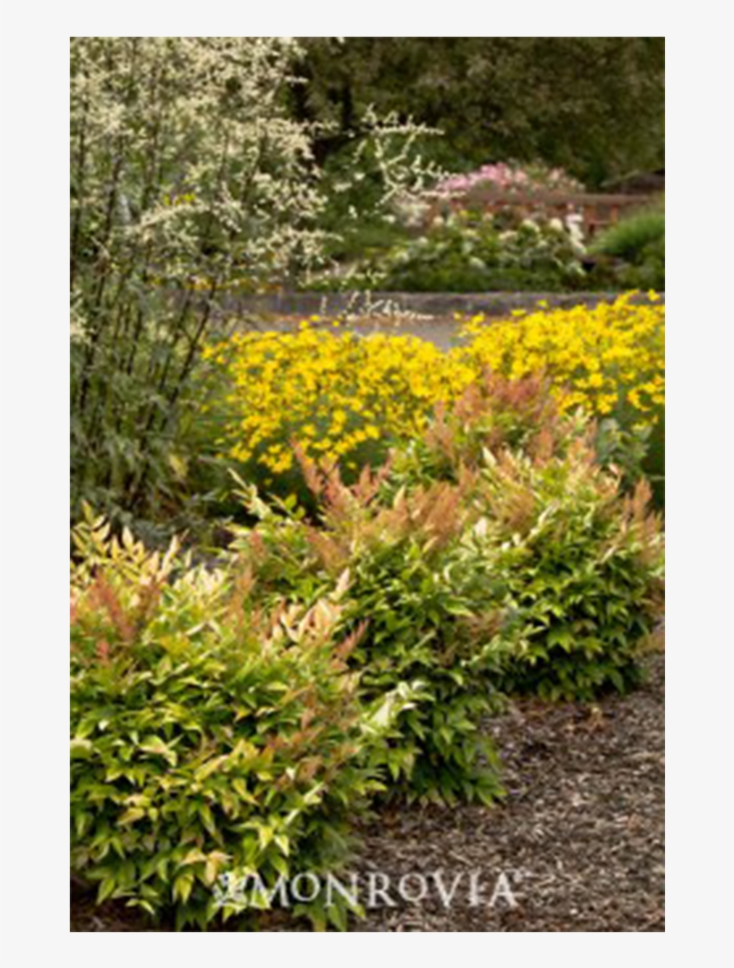 For Landscape Needs - Gulf Stream Heavenly Bamboo, transparent png download