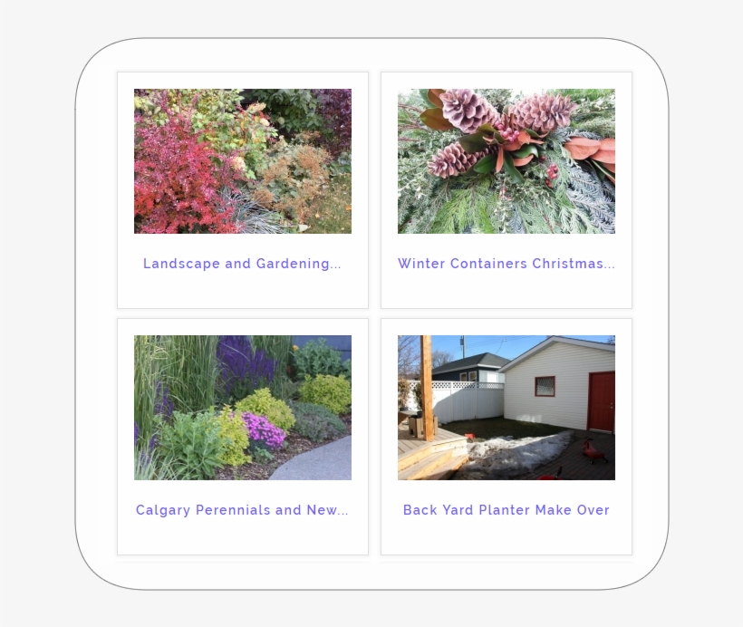 Portfolio Section - Canna Lily, transparent png download