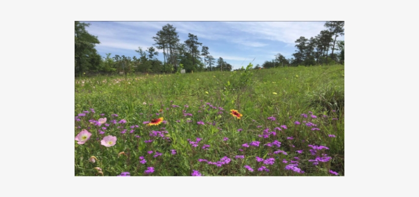 It May Seem Obvious Not To Plant Wet Tropical Trees - African Daisy, transparent png download