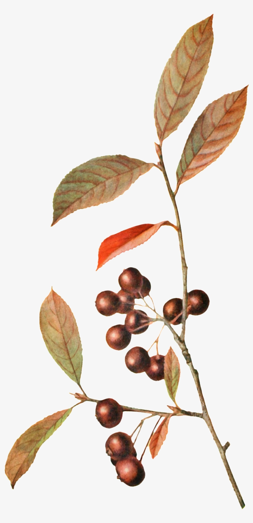 A Branch Of Wild Fruit Branches Transparent Decorative - O'herbal Refreshing And Fatigue Relief Foot Cream With, transparent png download