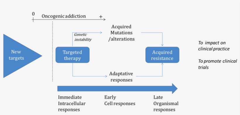 Mechanisms Of Resistance And New Targets - Research Center In Cancer De Toulouse, transparent png download