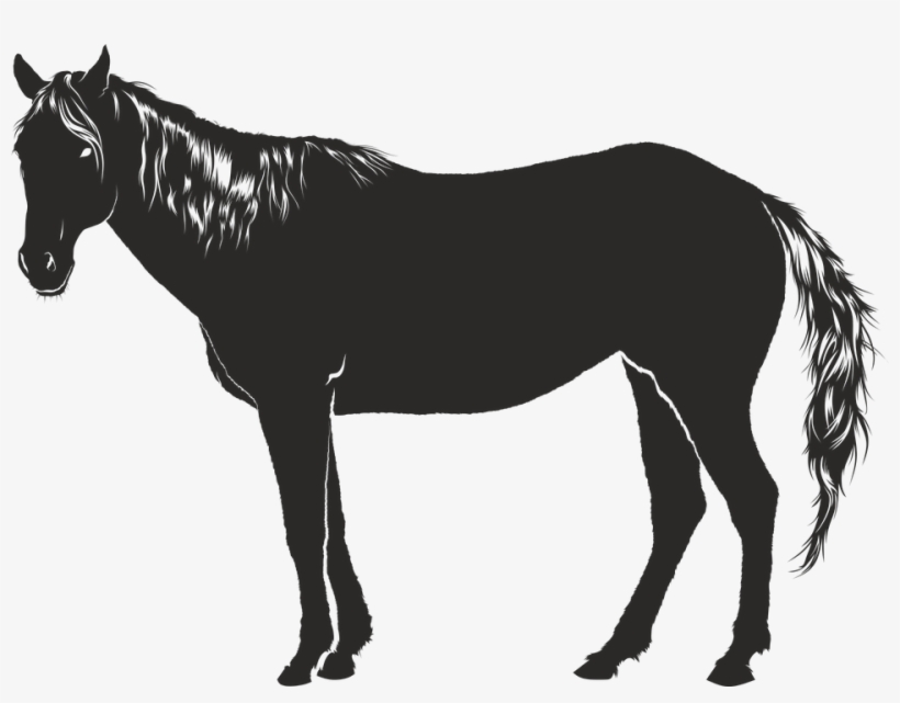 Horse, Black, Animal, Silhouette, Shadow - Schatten Pferd, transparent png download