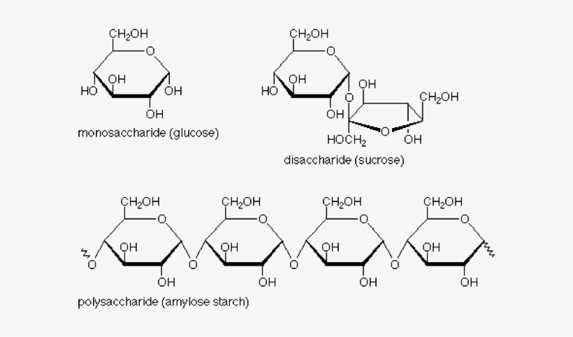 Above You Can See The Sugar And The Larger Starch Molecules - Carbohydrate Structures, transparent png download