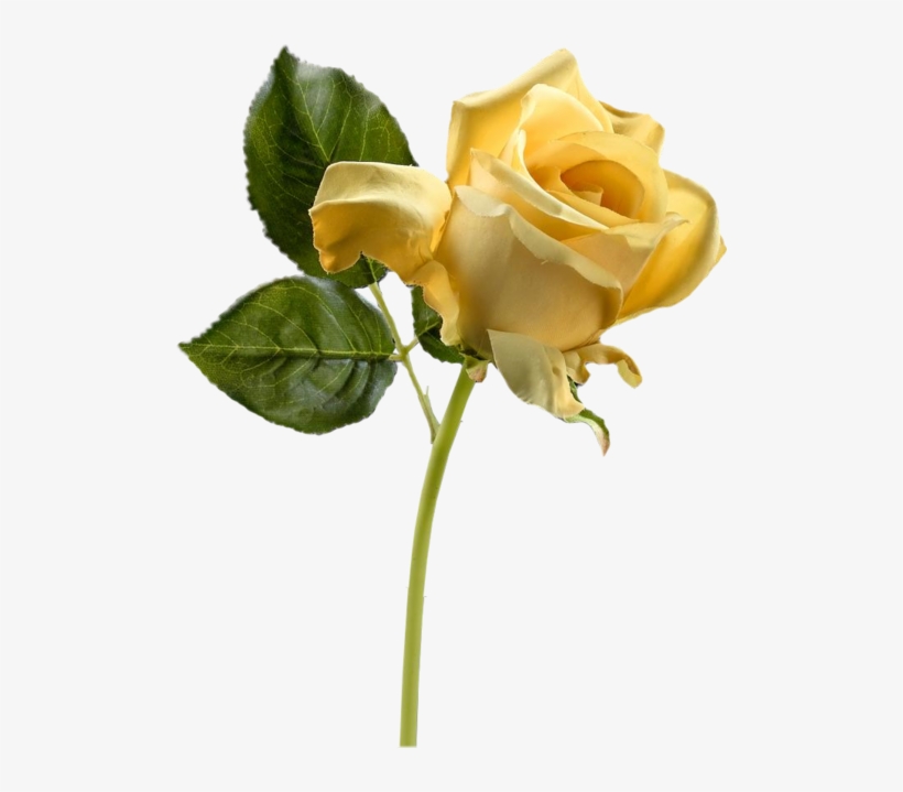 Pretty Flowers - Sárga Rózsa Png, transparent png download