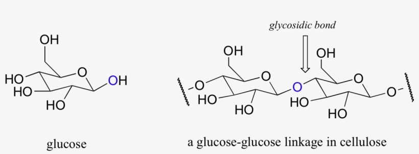 The Bonds Connecting Individual Sugar Units In Carbohydrate - Glycosidases Example, transparent png download