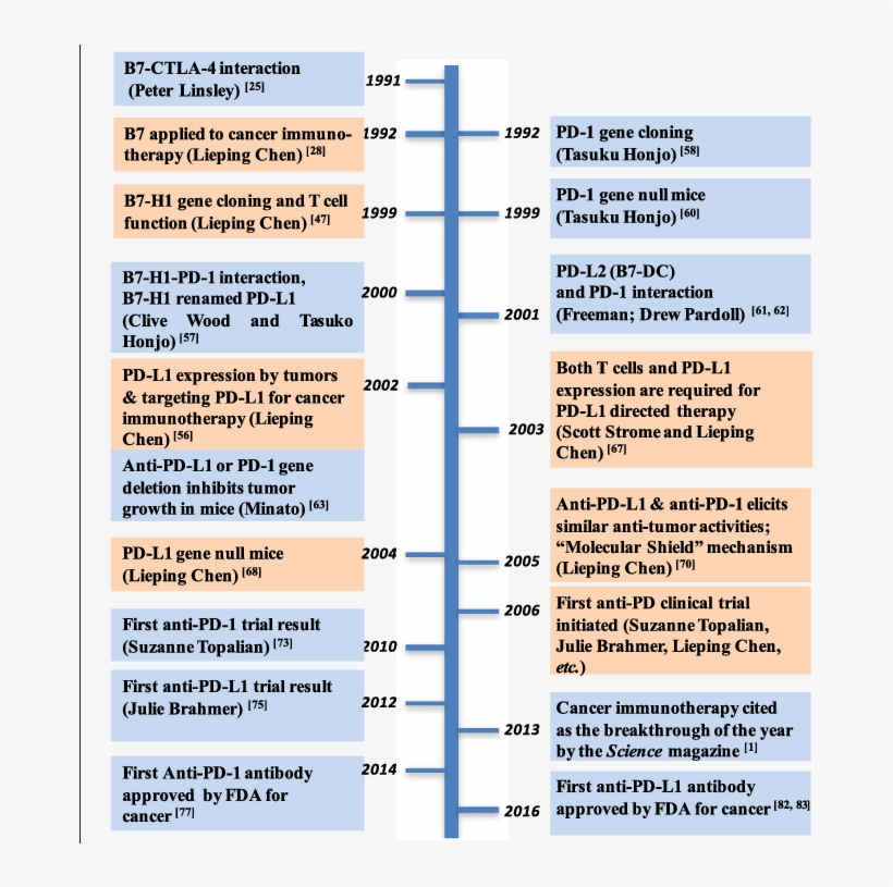 Timeline For Major Events Leading To The Development - Pd 1 Timeline, transparent png download