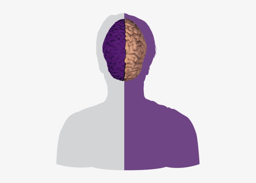 The Right Half Controls The Body's Left Side - Illustration, transparent png download