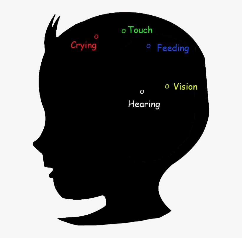 Baby Brain Development Stage 0-2 Months - Social Development In Infancy Period, transparent png download