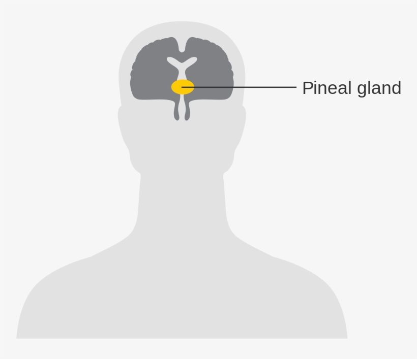 Diagram Showing The Position Of The Pineal Gland In - Pituitary Gland No Background, transparent png download