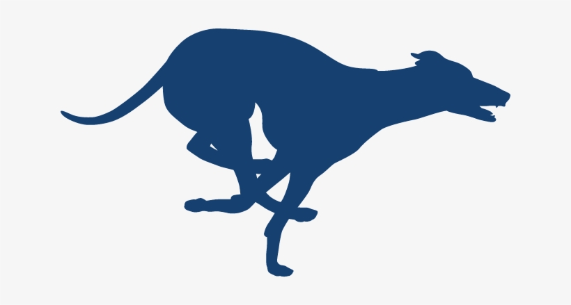 Lava Can Flow As Fast As A Greyhound Runs - Italian Greyhound, transparent png download