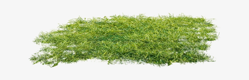Report Abuse - Lawn, transparent png download