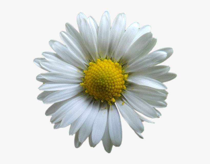 Flores Png Branca - Blomster Med Hvit Bakgrunn, transparent png download
