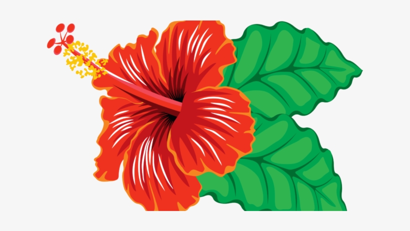 Free Hibiscus Clipart Images & Pictures Download【2018】 - Clip Art Hibiscus, transparent png download