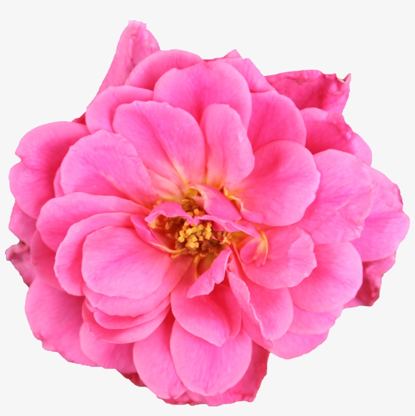 Flower, transparent png download