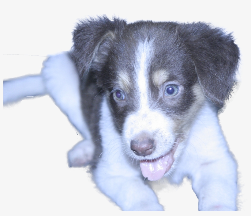 Fluffy - Companion Dog, transparent png download