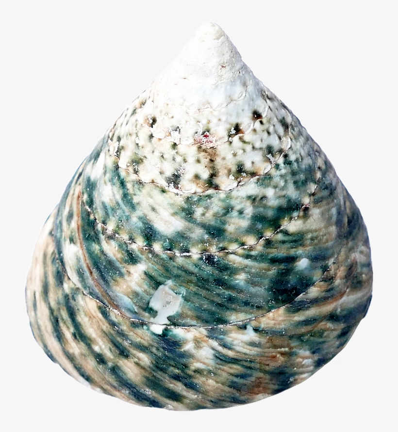 Seashell Restaurant Cockle Clip Art Transprent Png - Seashell, transparent png download