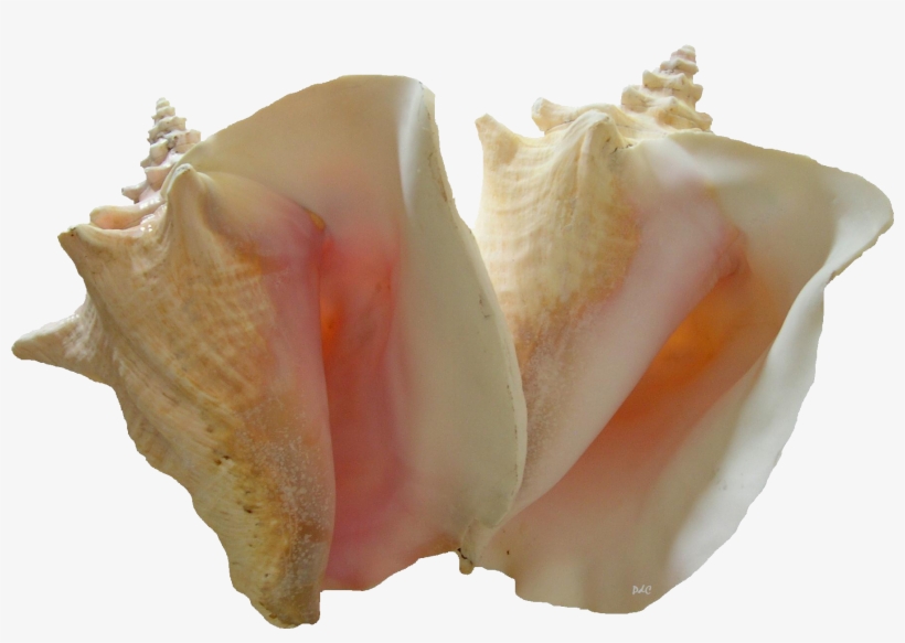 Two Queen Conchs Png - Two Pink Conchs Tote Bag, transparent png download