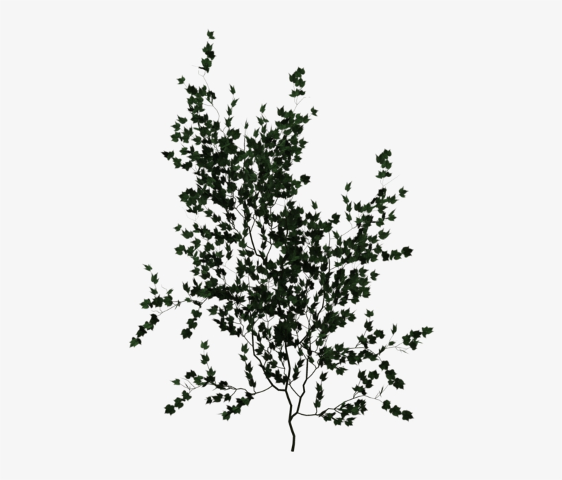 Climbing Plant Png, transparent png download